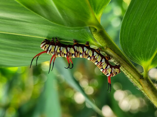 Close-up view of Blue Striped Crow caterpillar. Euploea mulciber caterpillar on a leaf, beautiful patterned caterpillar with striking horns.