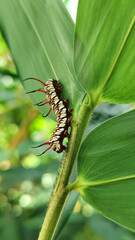 Close-up view of Blue Striped Crow caterpillar. Euploea mulciber caterpillar on a leaf, beautiful patterned caterpillar with striking horns.