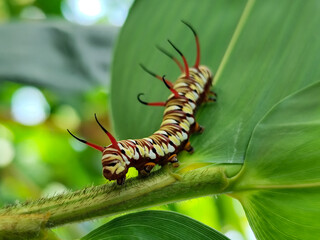Close-up view of Blue Striped Crow caterpillar. Euploea mulciber caterpillar on a leaf, beautiful patterned caterpillar with striking horns.