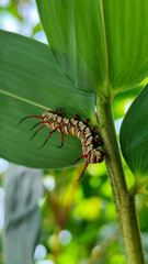 Close-up view of Blue Striped Crow caterpillar. Euploea mulciber caterpillar on a leaf, beautiful patterned caterpillar with striking horns.
