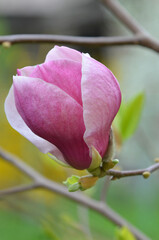 Magnolia x soulangeana 'Jane' (saucer magnolia) with magenta -white petals blooming flower .Closeup photo outdoors.Gardening growing magnolia  concept.Free copy space. © Mariana