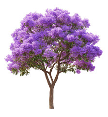 Obraz premium Purple Jacaranda Tree Isolated on Black