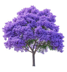 Jacaranda Tree in Full Bloom