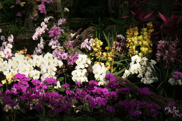 A Gorgeous Orchid Display
