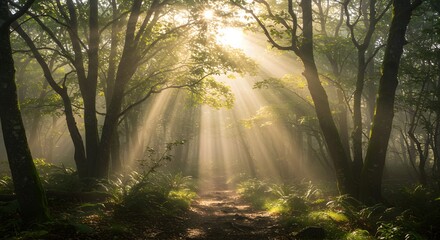 Obraz premium morning in the forest