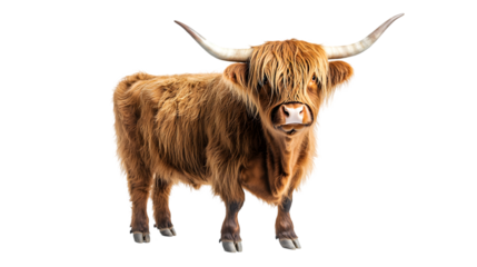 Highland Cow,  Majestic Scottish Cattle