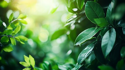 Lush Green Leaves in Bright Sunlight