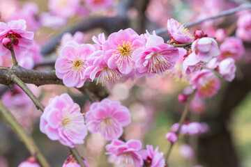 Japanese apricot, weeping plum