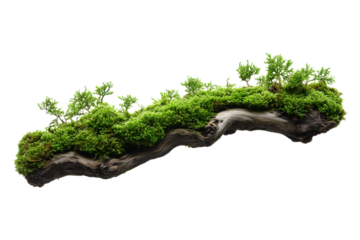 Green moss on tree bark isolated on transparent background