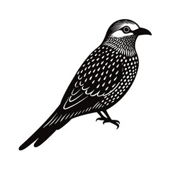 vector illustration of a bird