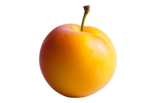 Golden apricot with fluffy fur isolated on transparent background