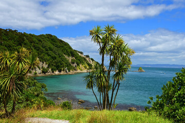 Fototapeta premium picturesque breams bay and a cabbage tree from an overlook on a sunny summer day while hiking the smugglers bay loop trail, near whangarei on the north island of new zealand