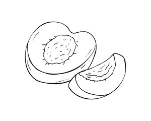 Half an apricot. Hand-drawn fruit Isolated illustration on white background.