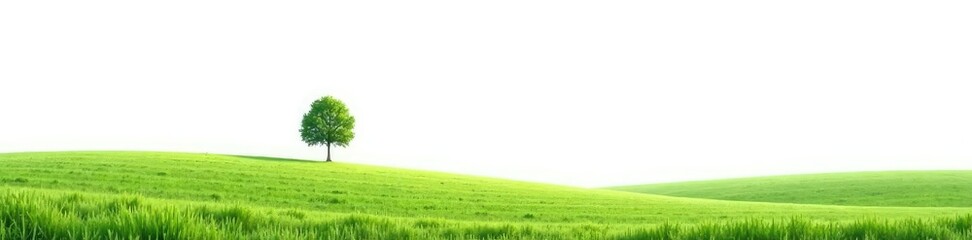 Obraz premium Empty landscape with a single tree on white background, greenery, serenity
