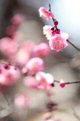 ピンクの梅