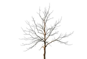 Obraz premium Single deciduous tree, stark branches against pure white, autumn, leaves