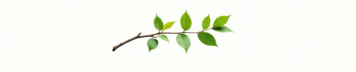 Obraz premium Single isolated branch on white background with leaves, branches, tree, foliage