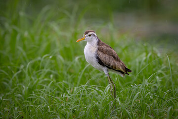The northern jacana, Jacana spinosa is a wader, member of group of wetland birds
