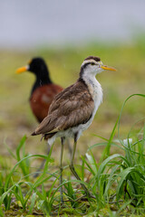 The northern jacana, Jacana spinosa is a wader, member of group of wetland birds