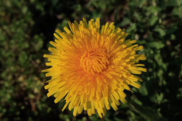 Taraxacum officinale Common Dandelion flower color yellow close up intense © Samuele Gallini