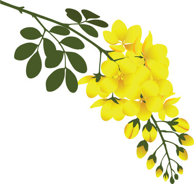 Golden Shower Flower Vector Graphics &ndash; Cassia Fistula, Kanikonna Flower for Vishu Celebration in Kerala