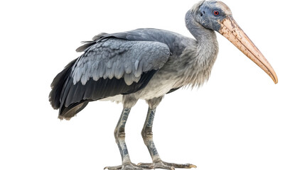 Shoebill Stork Bird Profile