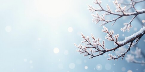 Tree branches with snowflakes in white background, frosty, snowflake, frost