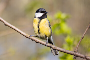 Fototapeta premium beautiful bird with yellow plumage, a great tit