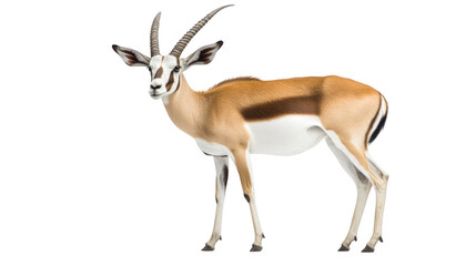 Fototapeta premium Majestic Arabian Oryx Antelope Illustration