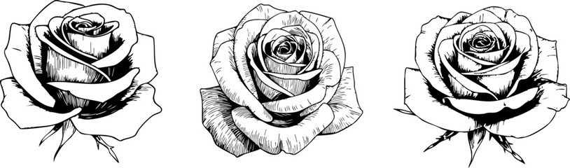 Detailed black and white rose sketches create an elegant floral pattern suitable for graphic design or botanical illustrations.