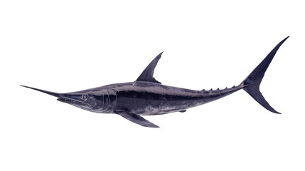 Naklejka premium Atlantic Swordfish, Aquatic Predator