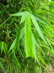 Obraz premium Lush green bamboo foliage (Bambusa vulgaris) with detailed leaf patterns. Perfect for tropical themes, eco-friendly designs, and serene natural backgrounds. Captures the essence of bamboo's elegance