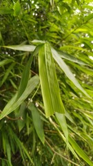 Lush green bamboo foliage (Bambusa vulgaris) with detailed leaf patterns. Perfect for tropical themes, eco-friendly designs, and serene natural backgrounds. Captures the essence of bamboo's elegance