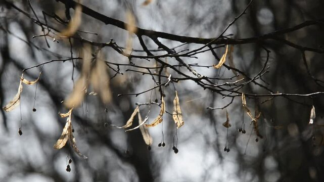 Winterzweige mit Samen