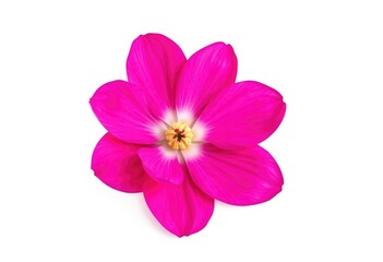 Fototapeta premium A single vibrant bloom, petals unfurled, isolated against a pure white backdrop, background, blossom