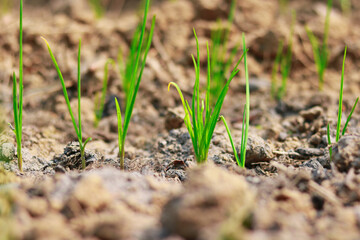 Young seedlings of onion in the ground in the early spring.