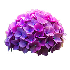 Fototapeta premium Purple Hydrangea Flower