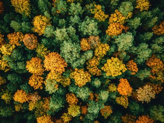Naklejka premium Vibrant Autumn Forest Canopy Aerial View, Symbolizing Natures Beauty and Seasonal Change. Ideal for Nature Documentaries, Fall-Themed Designs, and Environmental Awareness Campaigns.
