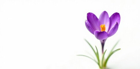 Fototapeta premium Solitary purple crocus, vibrant saffron bloom against pure white , nature, isolated, macro