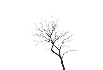 Lone deciduous tree, stark branches against pure white, image asset, art
