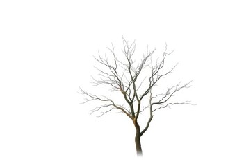 Obraz premium Lone deciduous tree, stark branches against pure white, minimalist, stock