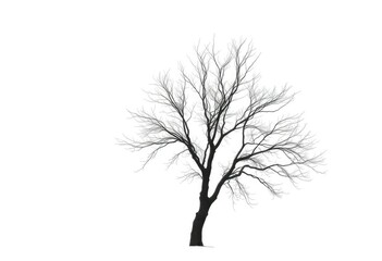 Obraz premium Lone deciduous tree, stark branches against pure white, picture, nature background