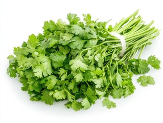 Fresh cilantro bunch displaying vibrant green leaves tied with twine