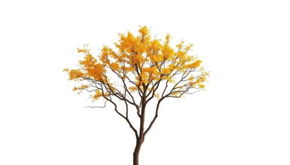 Single deciduous tree, stark branches against pure white, twig, spring