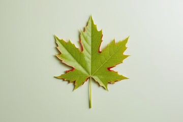 Green Maple Leaf, leaf, nature, green, maple, autumn, isolated, background, foliage, natural