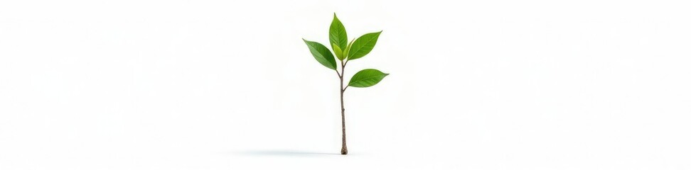 Obraz premium Single isolated branch with a distinct trunk or stem on white background, plant base, isolated branch, natural element