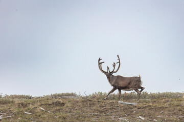 Deer with beautiful horns stands on the banks of the river