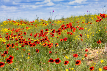 Field with blossoming poppies close up. Kalmykia