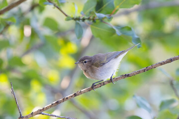 Male Common whitethroat sitting on a tree branch in spring
