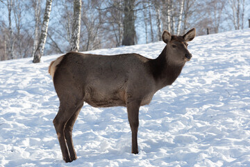 Red deer female in a pasture in winter, Altai